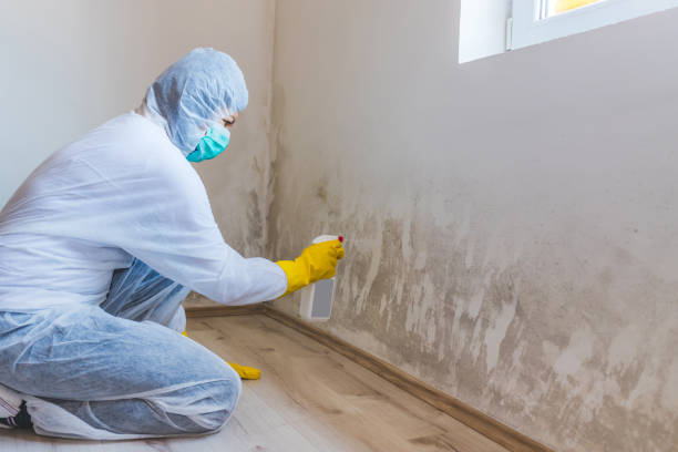 Licensed Mold Remediation service in Castle Rock, WA - 24 Hour Mold Removal