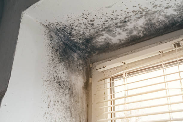 Affordable Mold Remediation solutions in Castle Rock, WA