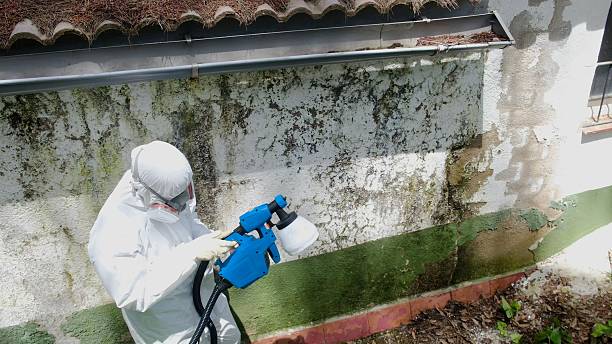Top rated local Mold Remediation specialists in Castle Rock, WA